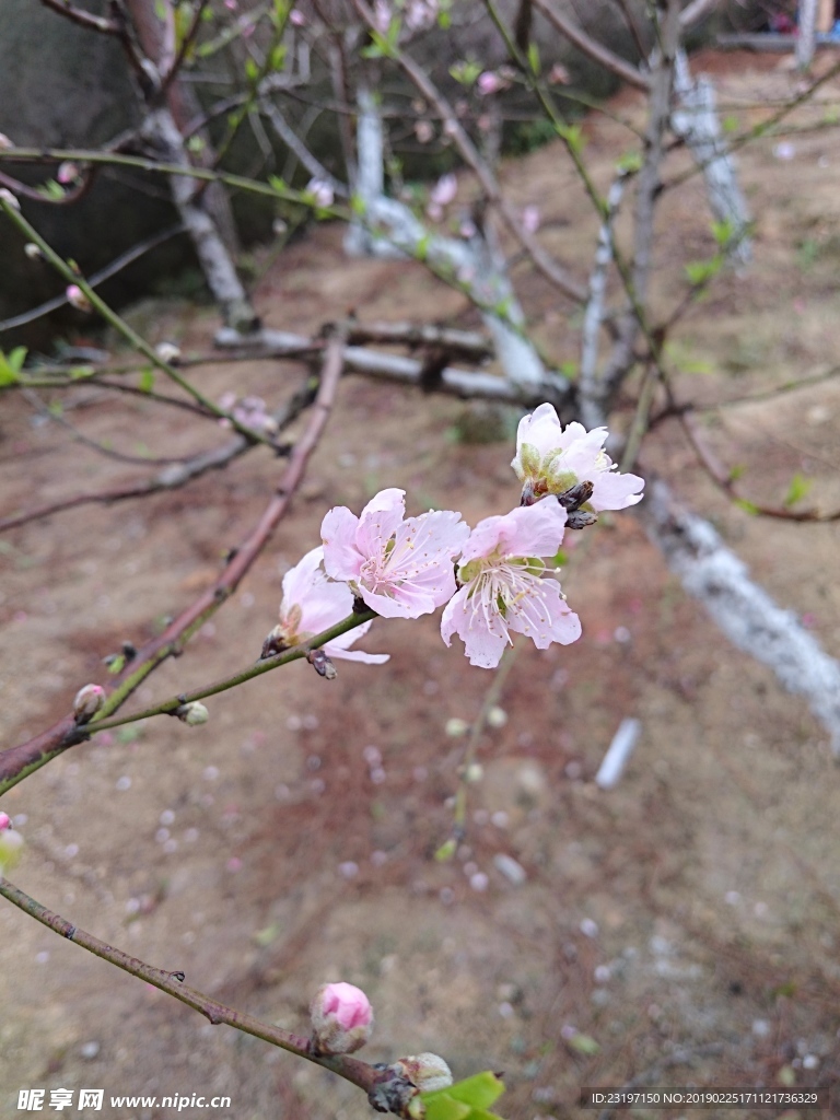 桃花