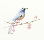 花鸟