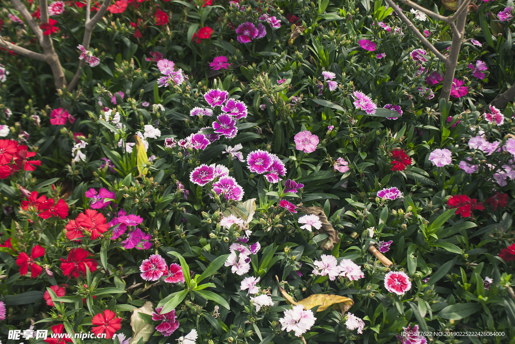 花丛