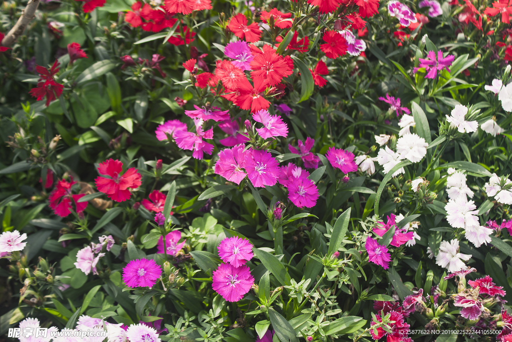 花丛