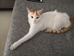 猫精
