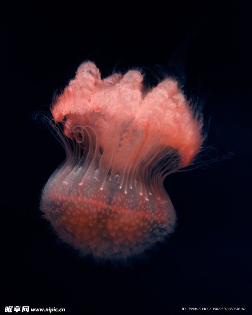 水母
