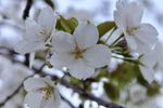 白色桃花特写