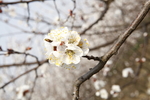 桃花素材