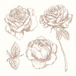 矢量玫瑰花