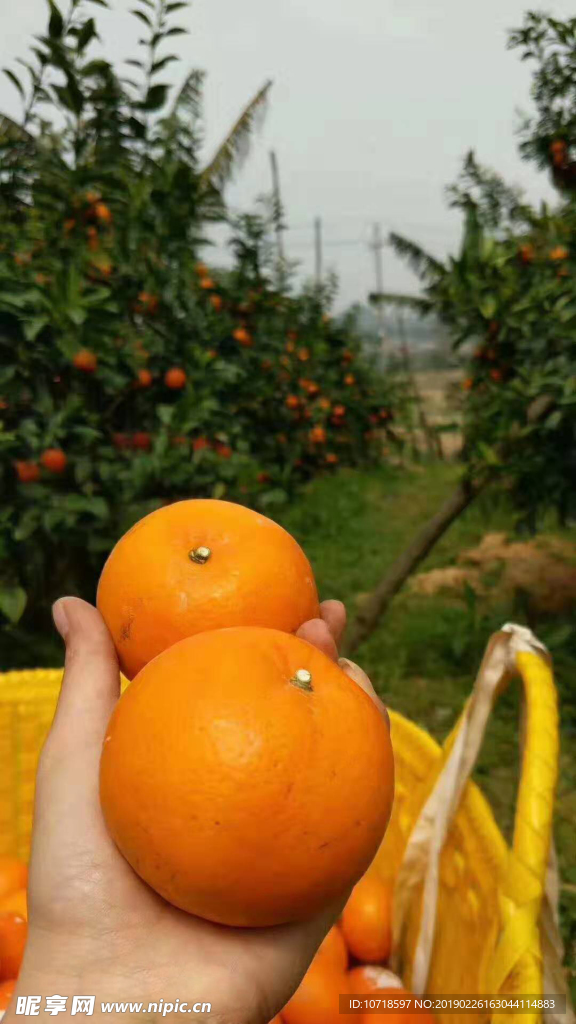 橙子