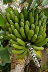香蕉