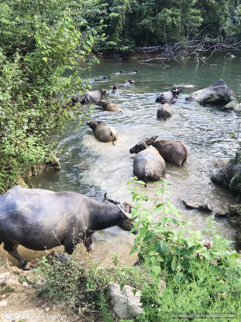 水牛下河