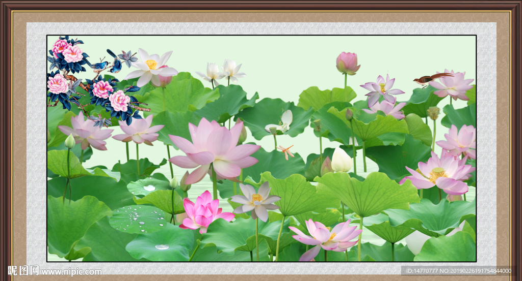 荷花风景