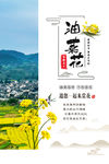 油菜花