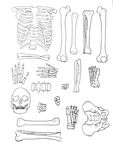 人体各部分骨骼拼图