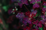 紫红色花瓣