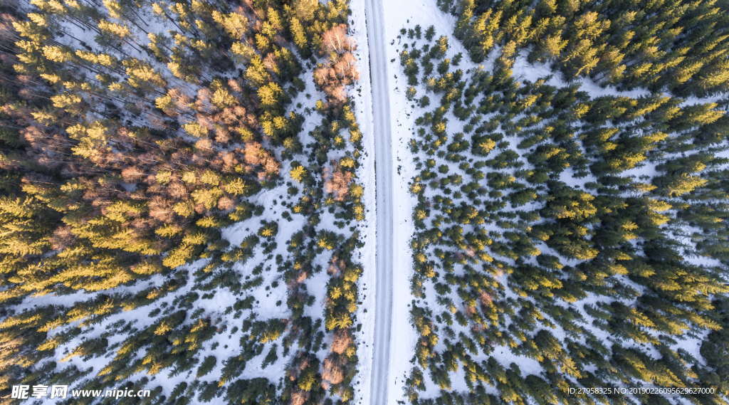 俯视森林道路