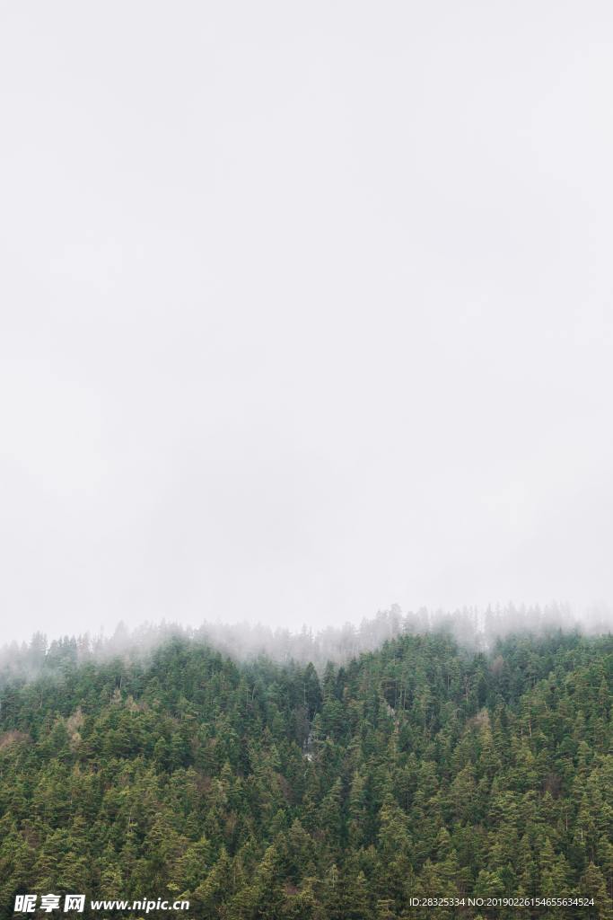 森林背景