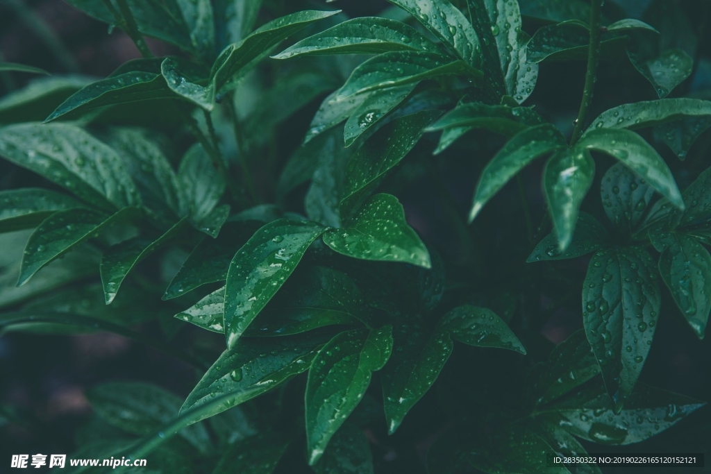 雨后的树叶