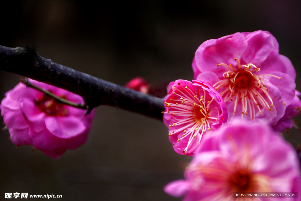 梅花