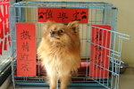 博美