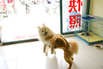 博美