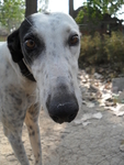 格力犬