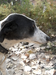 格力犬
