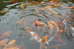 锦鲤