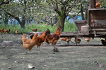 鸡群