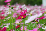 格桑花 漂亮的花 花海 春暖花