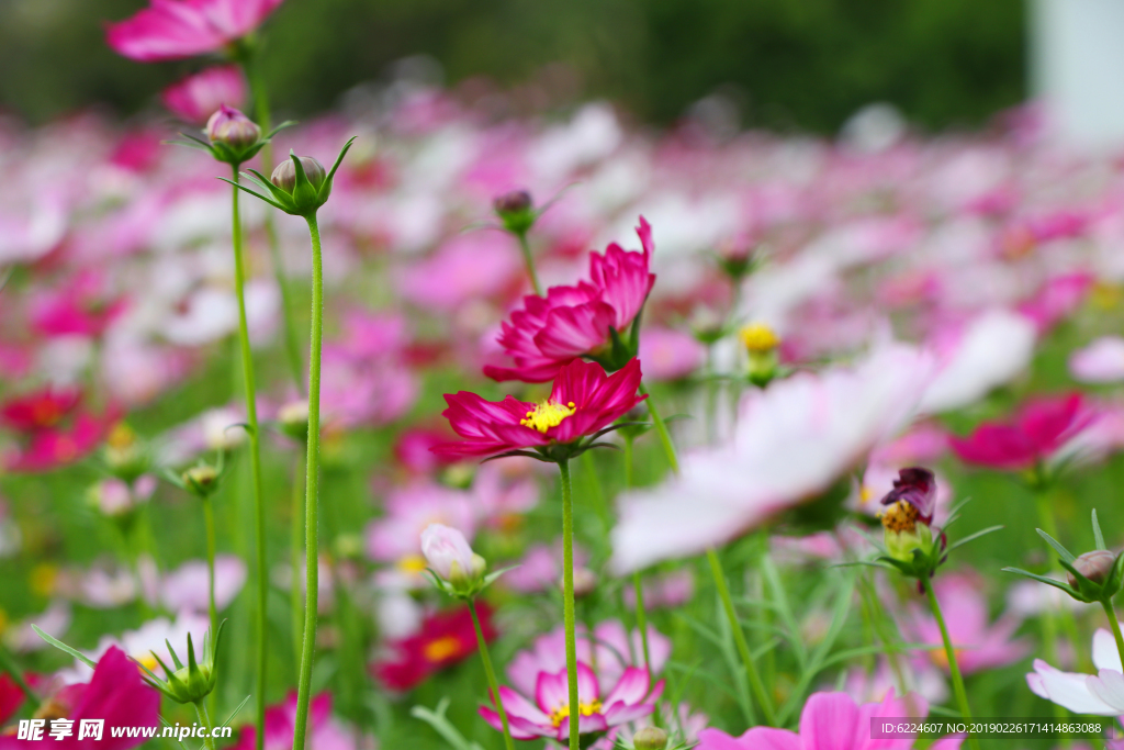 格桑花 漂亮的花 花海 春暖花