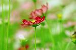 格桑花 格桑梅朵