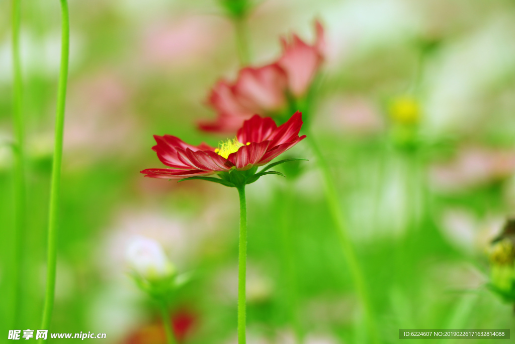 格桑花 格桑梅朵