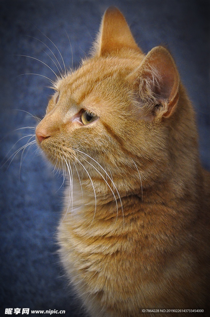 猫咪