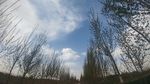 树林