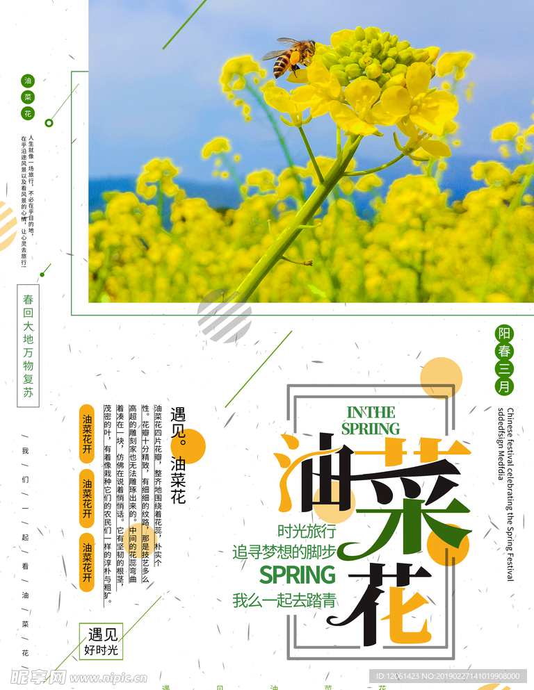 油菜花