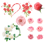 玫瑰花