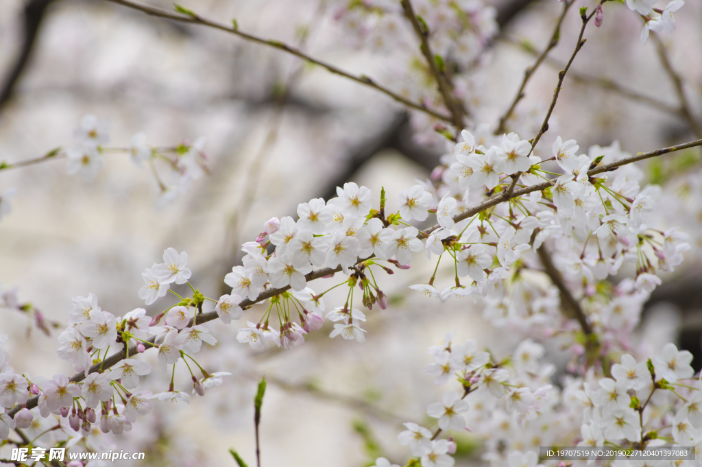 樱花
