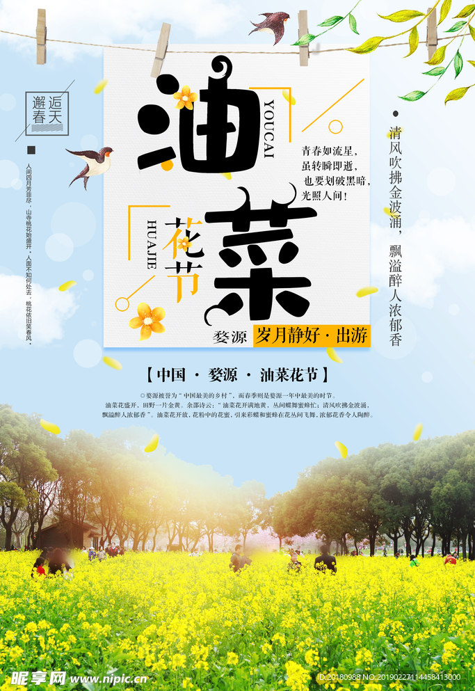 油菜花