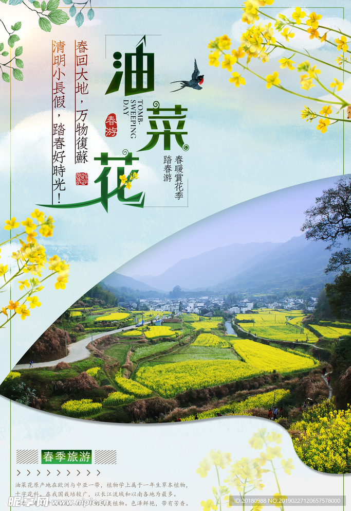 油菜花