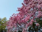 粉花风铃木