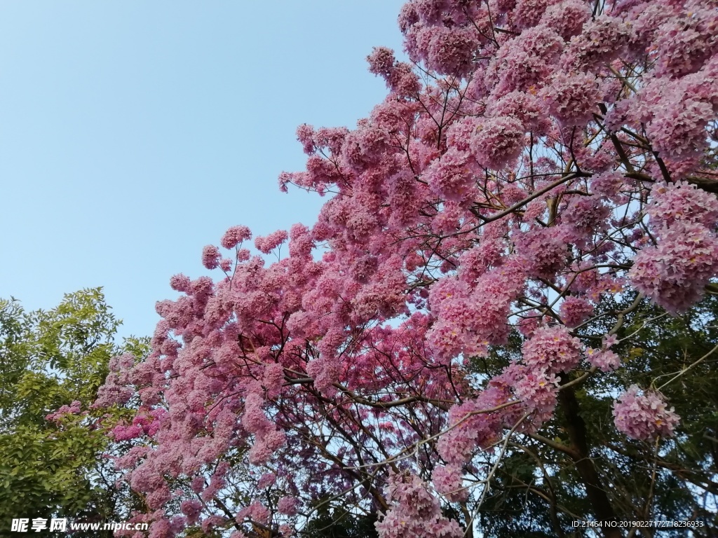 粉花风铃木