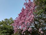粉花风铃木