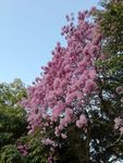 粉花风铃木