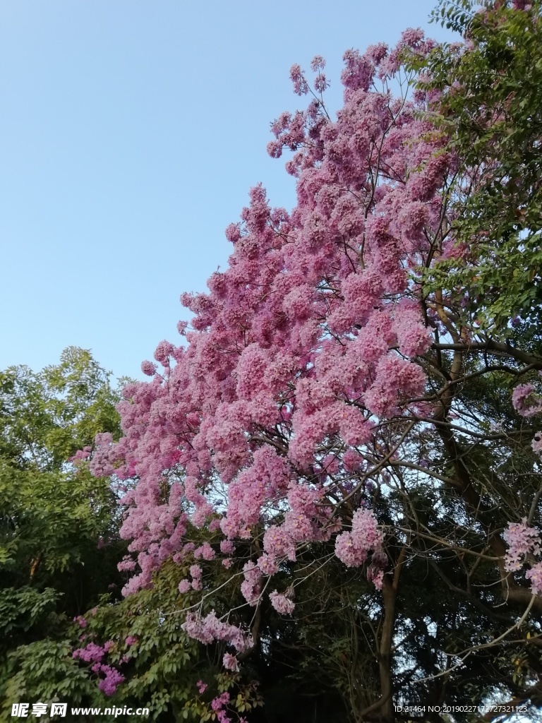 粉花风铃木