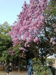 粉花风铃木