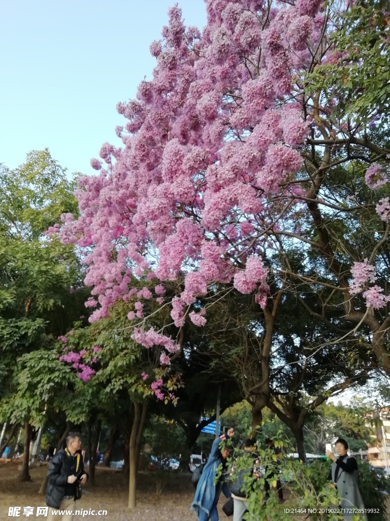 粉花风铃木