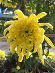 黄菊花