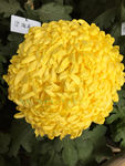 黄色菊花