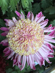 金秋赏菊