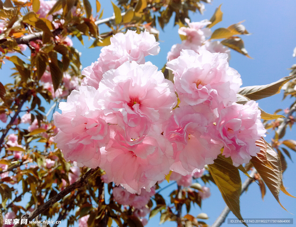 桃花