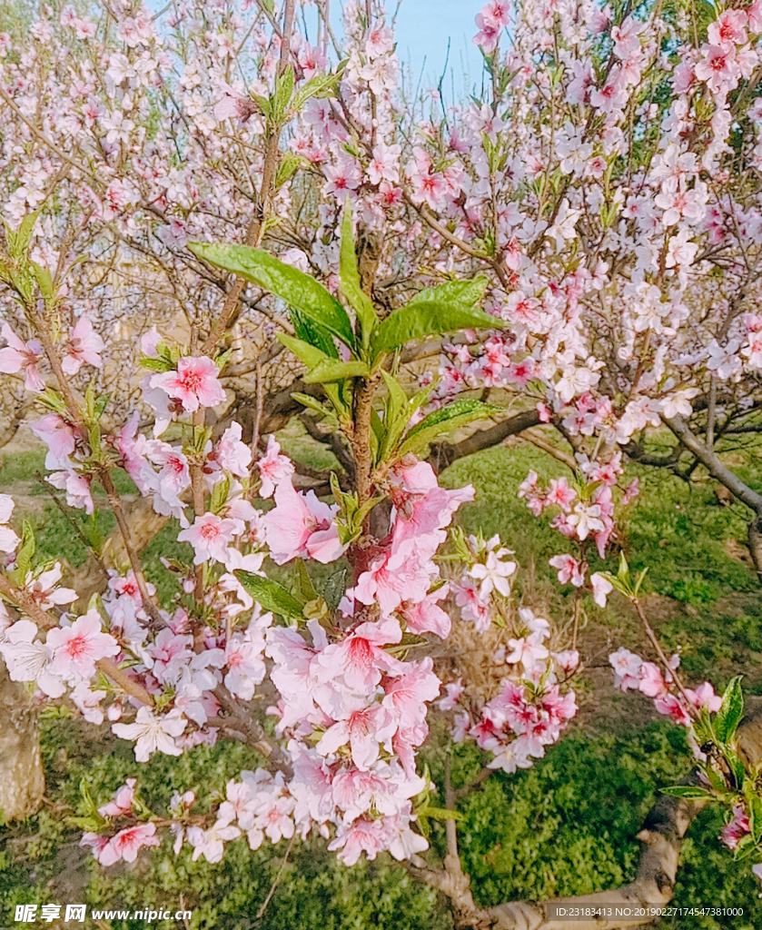 桃花