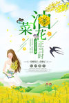 油菜花开